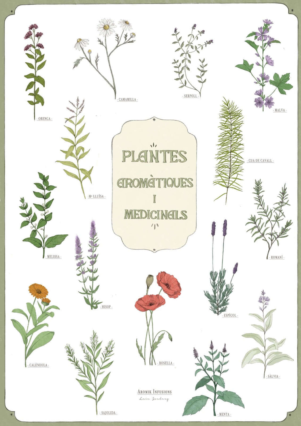lamina vintage plantas medicinales