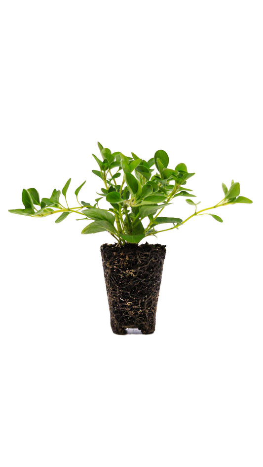Orégano (pack de 4)