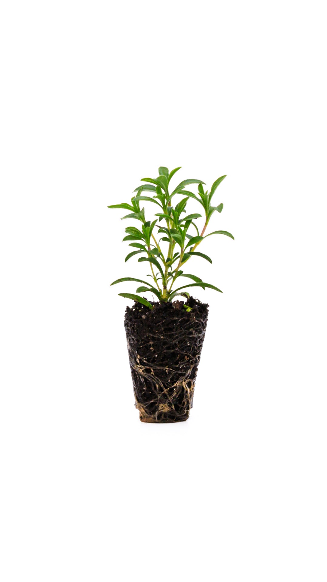 Ajedrea (pack de 4)