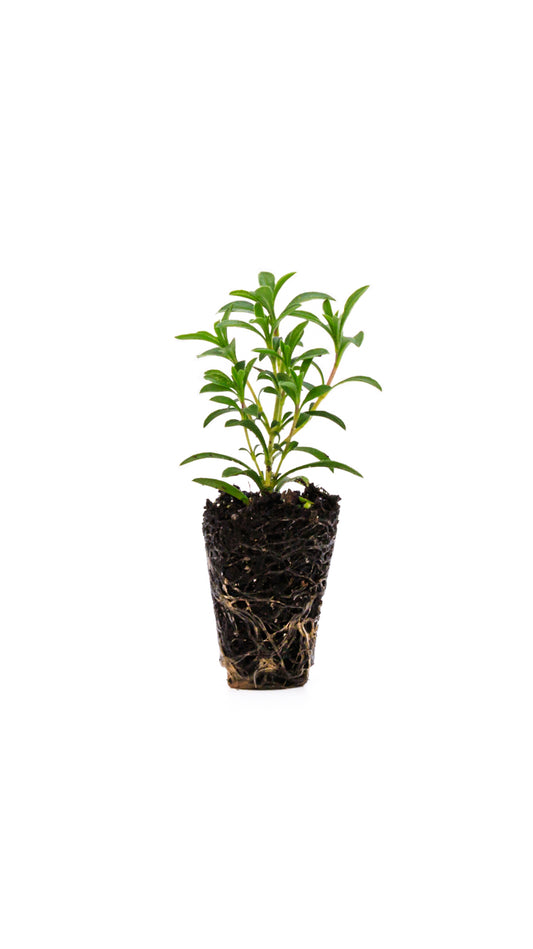 Ajedrea (pack de 4)