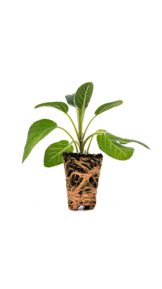 Salvia (pack de 4)